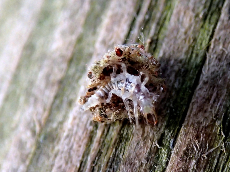 Un cespuglietto che cammina: larva di Pseudomallada sp.